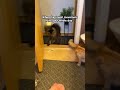 Curious Cats Try Grabbing Hair Brush