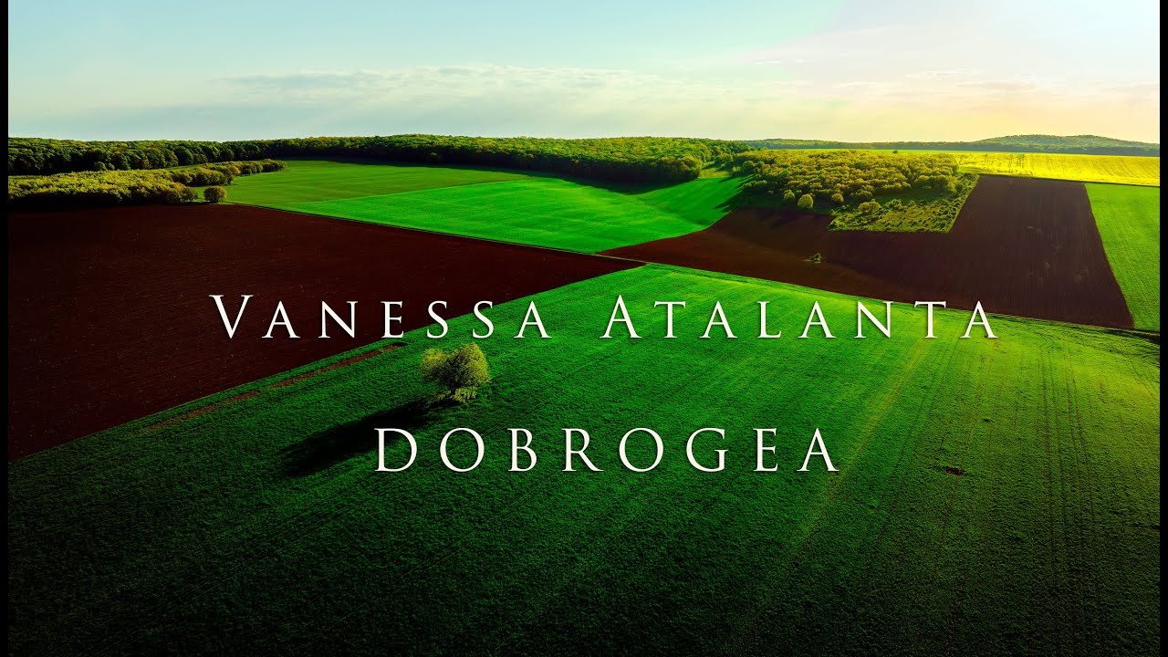 Vanessa atalanta - Proiect Dobrogea