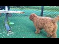 F1b Mini Goldendoodle gets the zoomies