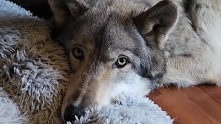 Wolf vs. The Mechanical Monster (And Bob the Dog!) #petwolf #honeythewolf #wolf #wolfdog 