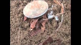 How to Trap Bobcat, Coon, and Fox - Part 1 (WARNING: GRAPHIC)