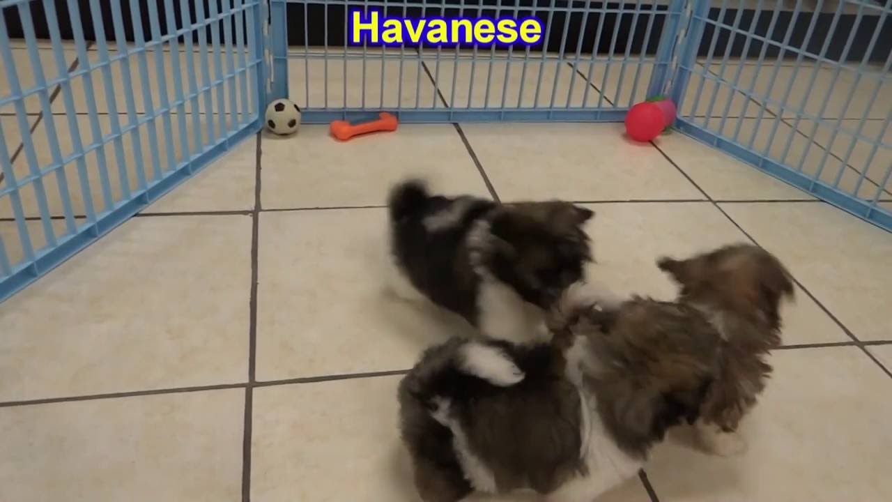Havanese, Puppies, Dogs, For Sale, In Anchorage, Alaska, AK, 19Breeders