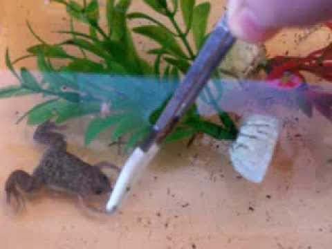 camera iphone 8 plus apk African clawed frog tong fed