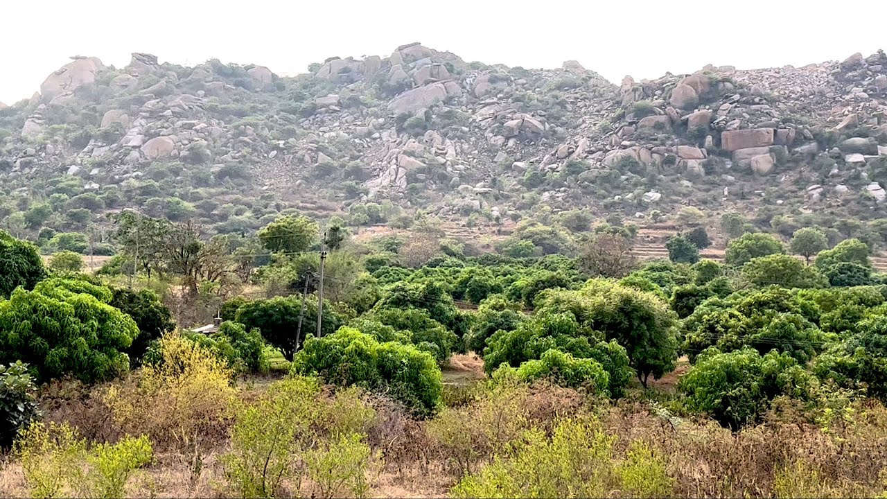 12Acre Best Mango Farm land for sale Bangalore. Agriculture land in