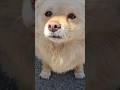 Petting Random Dogs With With No Owner Nearby