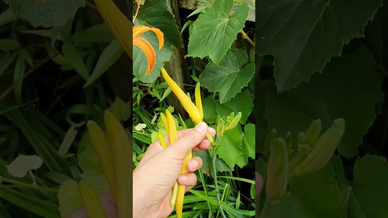 黄花菜，金针菜，Daylily - YouTube