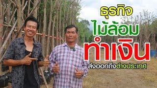 สะเดาไม้ไทยไปไกลถึงซาอุ คนทำไม้ล้อมไม่มีขาย!! ส่งออกไม่ทัน l คนรักษ์ป่า EP.264 #ไม้ล้อม #ปลูกต้นไม้