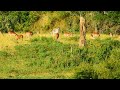 Life around the waterhole