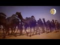 شيلة حب البداوة كلمات محمد بن علي الدهن أداء عبد الرحمن آل نجم