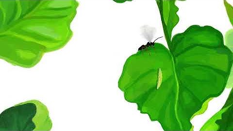 AGPIP: Investigating novel technologies and management strategies to control insect pests