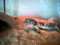 Friend&#39;s Leopard Gecko Eating Crickets
