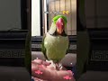 Bugu parrot 🦜| mithu zulla zul raha hai| #parrotvideo #buggu #cutebuggu #talkingparrot #shorts