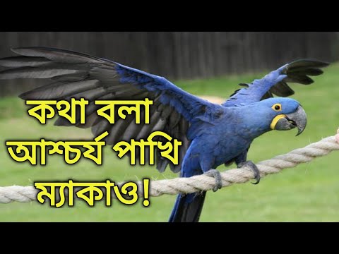 ভিডিও: ম্যাকাও খাদ্য এবং ম্যাকানিজ খাবারের নির্দেশিকা