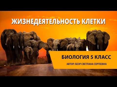 Жизнедеятельность клетки