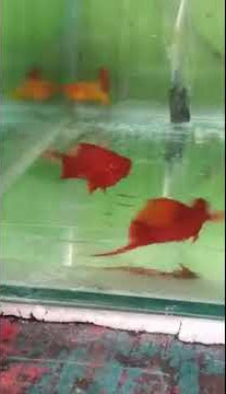 tarian keindahan ikan pedang merah (swordtail fish) yang lagi kawin
