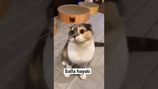 Hayata Kafa Sallayan Kedi