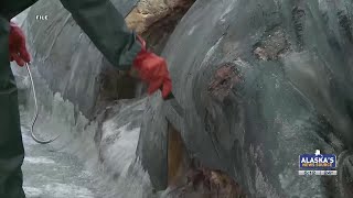 Beached fin whale in Anchorage to be displayed in Wasilla museum