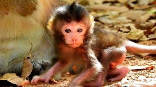 What's Gorgeous Adorable Brittany! So Cool Adorable Baby Monkey!