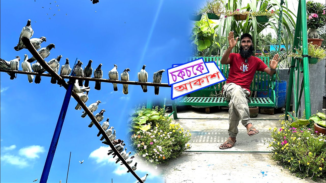 কবুতরের বাচ্চা বের করা কি আপনার কাছে IMPOSSIBLE? আমি ২১টা বের করেছি!