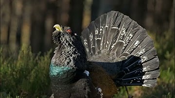 Capercaillie Sound