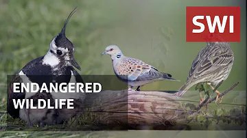 Changes in Switzerland's bird populations