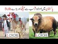 Exclusive Big And Most Expensive Bulls in Pakistan 2021 || Adeel TV