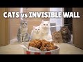 Cats vs Invisible Wall (ft. Chicken) | Kittisaurus