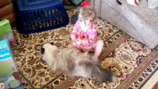 Mia Cleaning The Cat