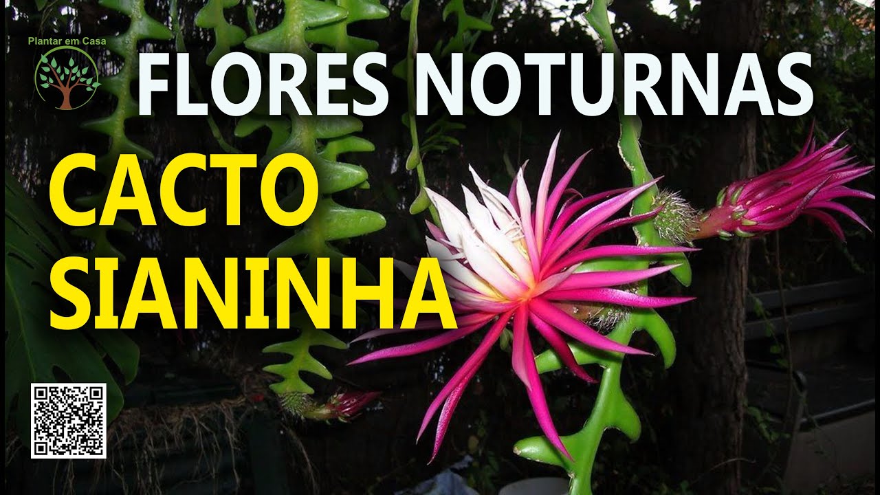 Cacto Sianinha, Flores Noturnas para sua Casa - thptnganamst.edu.vn