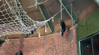 Baby Chimpanzee Swinging at Chester Zoo