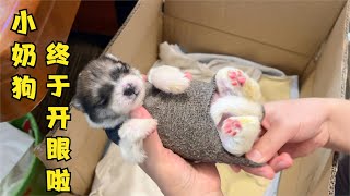 The picked up puppy finally opened his eyes after raising it for 12 days