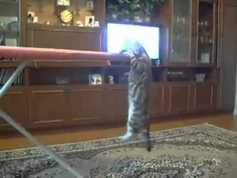 Gymnast Cat قطة تلعب رياضة