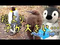 ざんねんなペンギン図鑑【ゆっくり解説】