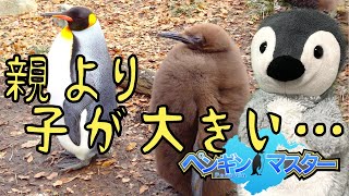 ざんねんなペンギン図鑑【ゆっくり解説】