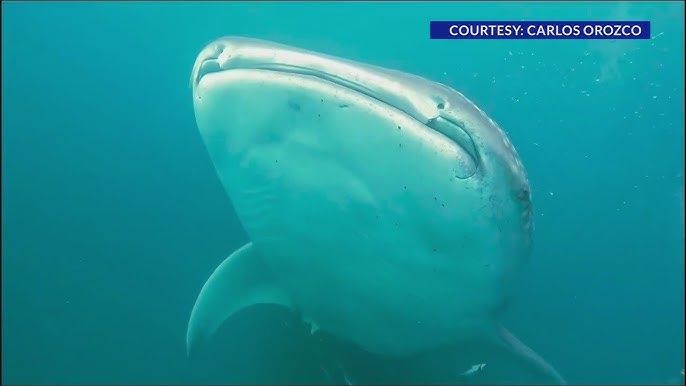 Unique' whale shark sighting off coast of SPI