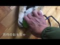 柴犬ケンタ、百均おもちゃにテンションマックス