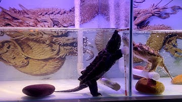 Rùa cá sấu - Alligator snapping turtle Rùa common ăn kama