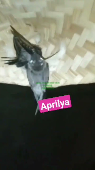 Suara inap langsung moles by Aprilia NTB