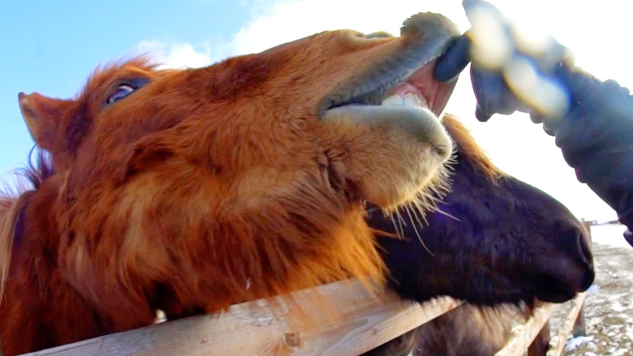 AGGRESSIVE PFERDE !!1!