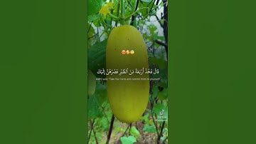 وإذقال إبراهيم رب أرني كيف تحي الموتى القرآن الكريم #القرآن_الكريم #المصحف #اكسبلور #اللهم_صل_وسلم