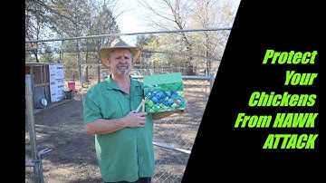 How To Stop Hawk Attacks. with Bird  Netting for Chicken Coop & Run. #hawk #preditor #chickencoop