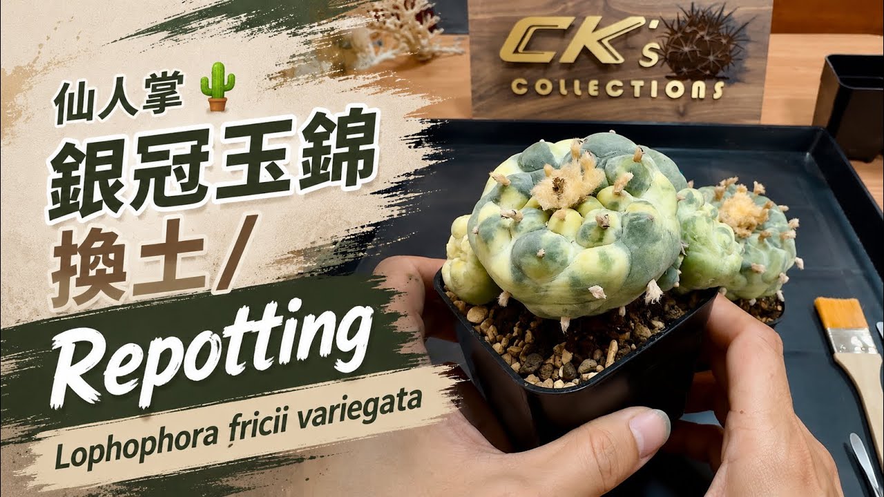 銀冠玉錦換土/ Repotting Lophophora fricii hyb. - YouTube