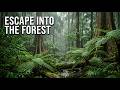 Escape Into The Forest Healing Rain Beneath a Tropical Canopy 🌿🌧️