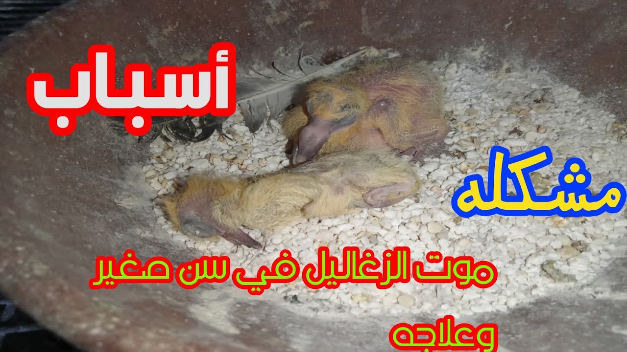 موت الزغاليل في سن صغير أسبابها علاجها