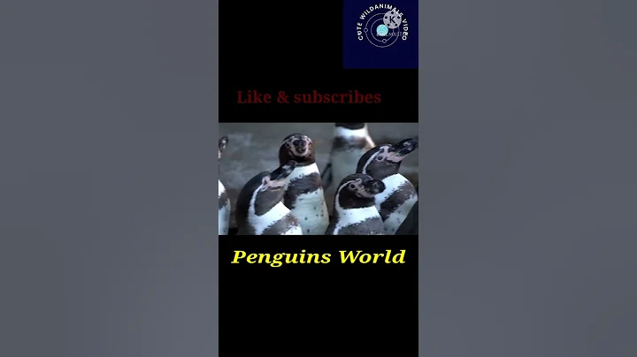 Cute Wild Animals Video :  Penguins of Madagascar l Animal l animal videos l Africa l Amazon