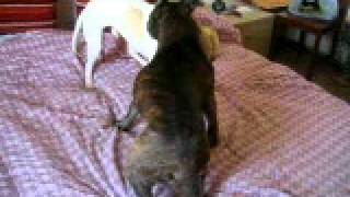 Jumbo Vs Kid First Roll