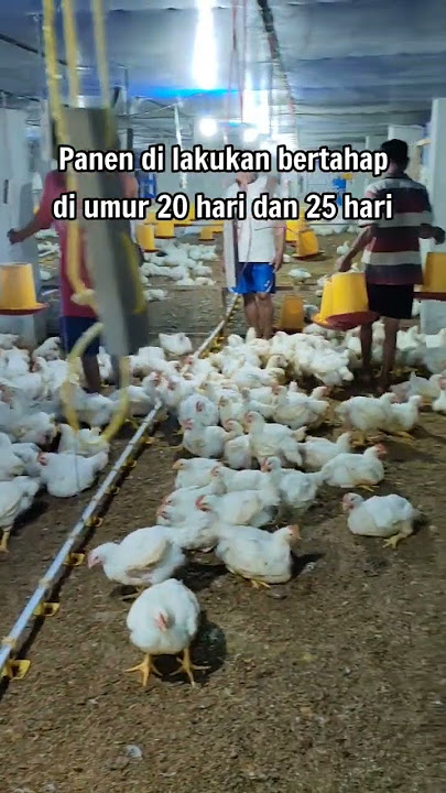 Panen umur ayam broiler #shorts