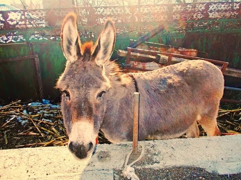 वीडियो: कोकेशियान ऊदबिलाव: विवरण, विशेषताएं और आवास