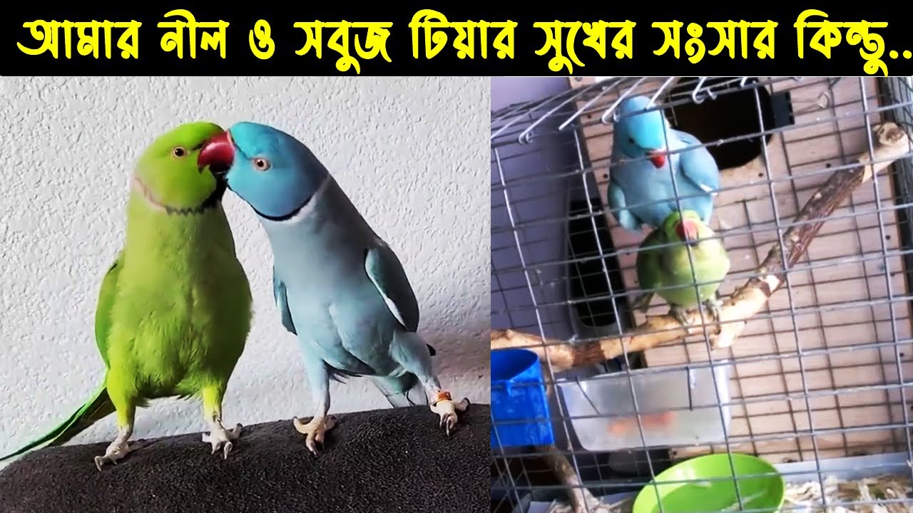 Bird story   149 The Life Story of Blue Parrot Bird