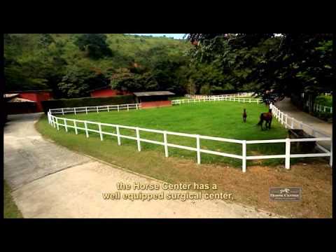 Vídeo: Francês Saddle Pony Horse Raça Hipoalergênica, Saúde E Longevidade